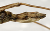 CollectionObject 1576286; SPM SP/EPH/02165, 0e14ca7e-9a78-492f-97e7-fcbff8501fd2: copyright SPM, Kinabalu. female: end of abdomen, lateral view (holotype). (CollectionObject).