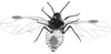 Habitus, dorsal view.: !! display not done !! on Anoecia (Anoecia) cornicola (Walsh, 1863): Body of Anoecia cornicola. (Observation).