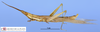 CollectionObject 1514240; 88418c0a-c5d6-4156-83ad-9e15e6c69bb4, MLP3783/4-5: male, lateral view (paratype). (CollectionObject).