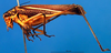 CollectionObject 1501733; 2f6a6490-8b00-4da3-afd2-f4c087779036, DORSA BTpoestrS01: male habitus lateral view (syntype). (CollectionObject).