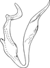 Aedeagus, lateral view on Empoascanara (Empoascanara) sathyamangalamensis (Sohi & Kapoor, 1974): Aedeagus, lateral view. (Observation).