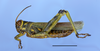 CollectionObject 1515693; fa1376e3-e3a6-4de8-b7eb-3c70b0991337: male, lateral view, color morph green and yellow. (CollectionObject).