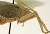 CollectionObject 1582517; f064c021-1f0f-44b7-94a8-324f60312a4a: male pronotum, lateral view (syntype of Microprion ceylonicus). (CollectionObject).