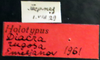 Other on Diacra rugosa Emeljanov, 1961: holotype. (Observation).