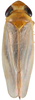 Habitus, dorsal view: Habitus, dorsal view (female). (Observation).