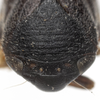 Head: !! display not done !! on Clastoptera brunnea Ball, 1919: (Observation).
