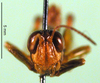 CollectionObject 1590656; 43547914-3014-4cb1-8c78-1f43f9e3e430: male, frontal view (paralectotype). (CollectionObject).