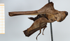 CollectionObject 1585087; 93ab73a1-cc30-4cf2-84fd-05d909185783: female, lateral view (syntype). (CollectionObject).
