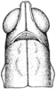 Morsea californica Scudder, 1898: Pl. 13 fig. 2. female, head and pronotum, dorsal view. (Otu).