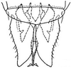 Subgenital plate: !! display not done !! on Chlorotettix lusorius (Osborn & Ball, 1897): genital capsule, ventrally. (Observation).