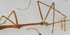 CollectionObject 1559010; b1b7af32-929c-4341-b187-0c427688e1ac: copyright USNM, Washington. (CollectionObject).;CollectionObject 1559011; 4b79db5f-56ee-41d9-945c-417a68134647: copyright USNM, Washington. (CollectionObject).