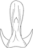 Aedeagus, ventral view on Drabescoides nuchalis (Jacobi, 1943): Aedeagus, ventral view. (Observation).