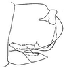 Pygofer, lateral view: !! display not done !! on Psammotettix lividellus (Zetterstedt, 1837): genital capsule, laterally. (Observation).