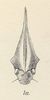 Head: !! display not done !! on Membracis c-album Fairmaire, 1846: (Observation).