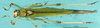 CollectionObject 1503502; 7376d0d2-dd27-4f47-b156-d7fcfc888bc8: male, dorsal view (holotype). (CollectionObject).