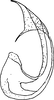 Aedeagus, lateral view: !! display not done !! on Utecha trivia (Germar, 1821): Aedeagus, lateral view. (Observation).