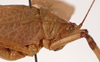 CollectionObject 1534702; f6a49883-4a52-4f0c-8e85-2f41d2782e43: male pronotum lateral (syntype of Mataeus longipennis). (CollectionObject).
