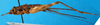 CollectionObject 1477810; 2a40f9dc-0abc-4a05-ae92-262378e59317: male, lateral view (holotype). (CollectionObject).