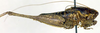 CollectionObject 1500536; e0f526d4-b81b-41aa-bb46-2856f57a12f8, DORSA BTrhainsHTM: male, lateral view (holotype). (CollectionObject).
