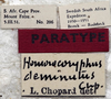 CollectionObject 1541895; af4987ce-7c2a-4a56-b567-818871fc36fc: labels (paratype of Homorocoryphus deminutus). (CollectionObject).