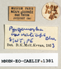 CollectionObject 1572645; a5a4baef-22ac-412a-9d86-3fd28b7ef4ae: male, labels (paralectotype). (CollectionObject).