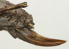 CollectionObject 1535958; 12f39318-7fb2-4850-aaf3-bb6a9957f223: female ovipositor (syntype). (CollectionObject).