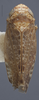 Habitus, dorsal view: !! display not done !! on Allygidius (Dicrallygus) furcatus (Ferrari, 1882): Dorsal. (Observation).