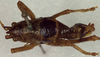 CollectionObject 1502496; d3e0a81f-8bf8-4cc1-be6c-3604ba0322ab: male, dorsal view (syntype). (CollectionObject).