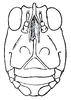 Tylotettix simplex Hebard, 1924: Pl. VI, Fig. 1 (after type). male face. (Otu).