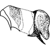 Anal tube processes on Anuihuajianga pyramidalis Zhang & Song, 2022: anal tube, lateral view. (Observation).