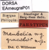 CollectionObject 1577149; 325315c0-9c72-43a8-891a-5481981af905: labels (paratype). (CollectionObject).