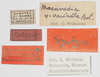 CollectionObject 1581257; 7e36dcba-f6e6-463f-ad6d-8543f04fca02: labels (syntype). (CollectionObject).