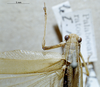 CollectionObject 1503384; MBBJ 3226098, 193f2955-95f5-4e23-92dc-a1f2cba02108: female, dorsal view. (CollectionObject).
