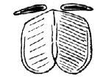 Incanotus amorii (Bolívar, 1881): Fig. 68. female subgenital plate. (Otu).