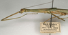 CollectionObject 1560343; NMW 1109, 7e7a2e7f-b7a4-4d05-97b9-0e50d0531ece: copyright NMW, Vienna. female: head and thorax, lateral view of synonym Sipyloidea normalis (paralectotype). (CollectionObject).