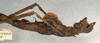 CollectionObject 1561114; NMW 572, 709b8ddc-dda5-4ae7-ad54-2f49622cf710: copyright NMW, Vienna. female: end of abdomen, lateral view of synonym Phenacephorus appendiculatus (holotype). (CollectionObject).