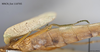 CollectionObject 1588244; MNCN(SF IMPORT DUPLICATE) 110705, bc1708c3-463b-4c5b-a1bc-b53609e7eab1: copyright MNCN, Madrid. female, lateral view (holotype). (CollectionObject).