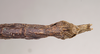 CollectionObject 1561274; b321227c-ed38-4743-8052-c0567dfdf3ec: copyright Natural History Museum, London. male: end of abdomen, ventral view (holotype). (CollectionObject).