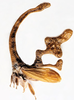 Habitus, lateral view on Cladonota (Lecythifera) crucifixa Gálvez & Flynn, 2021: (Observation).
