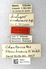 CollectionObject 1594424; b68e04e7-b366-4e9d-b9e6-3b7ee6b27cce: labels (paratype). (CollectionObject).