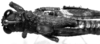 CollectionObject 1532746; 7f66f7d1-97a4-443c-8133-b9948ae89dee: Image Carbonell, C.S. male, dorsal view (holotype). (CollectionObject).