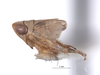 Habitus, lateral view on Athysanella (Athysanella) krameri Blocker, 1988: (Observation).