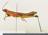 CollectionObject 1571065; 211c1626-22b1-4845-894a-3bc13149b1dd: female, lateral view (paratype). (CollectionObject).