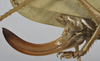 CollectionObject 1539574; 5b5217e5-88dd-4d19-905c-23190f59f00b: female ovipositor (holotype). (CollectionObject).