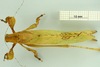 CollectionObject 1530853; 48b10db1-86f1-4d43-bf97-7f6d4cd4e0bd: male, dorsal view (paratype). (CollectionObject).