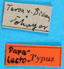 CollectionObject 1501960; 82df81d1-5823-45c3-a5a1-1959b7a83982: labels (paralectotype). (CollectionObject).