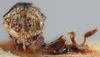 Head: !! display not done !! on Lallemandia nodosa Funkhouser, 1922: (Observation).