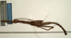 CollectionObject 1559574; NMW 910, cf23d6f6-f79e-40fd-bd8c-d599b52818ca: copyright NMW, Vienna. female (syntype). (CollectionObject).
