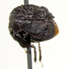 Membracini Rafinesque, 1815: _Bolbonota_. (Otu).