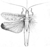 Weissenbornia praestantissima Karsch, 1888: Fig. 9. male, dorsal view (body length 24-25.5 mm, pronotum 5.8 mm, tegmen 32-33.5 mm, hind femur 15 mm). (Otu).